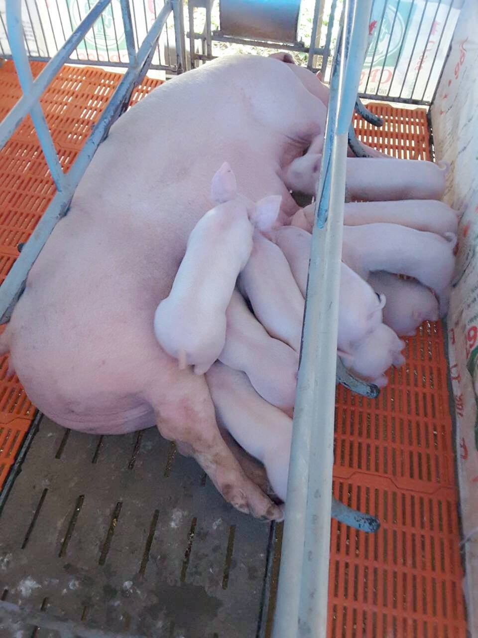 Tư Vấn Kỹ Thuật