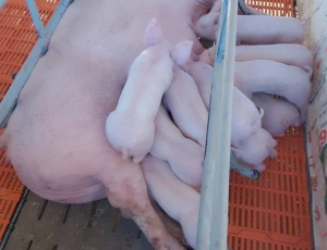 Tư Vấn Kỹ Thuật