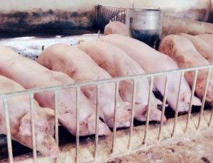 Tư Vấn Quản Lý