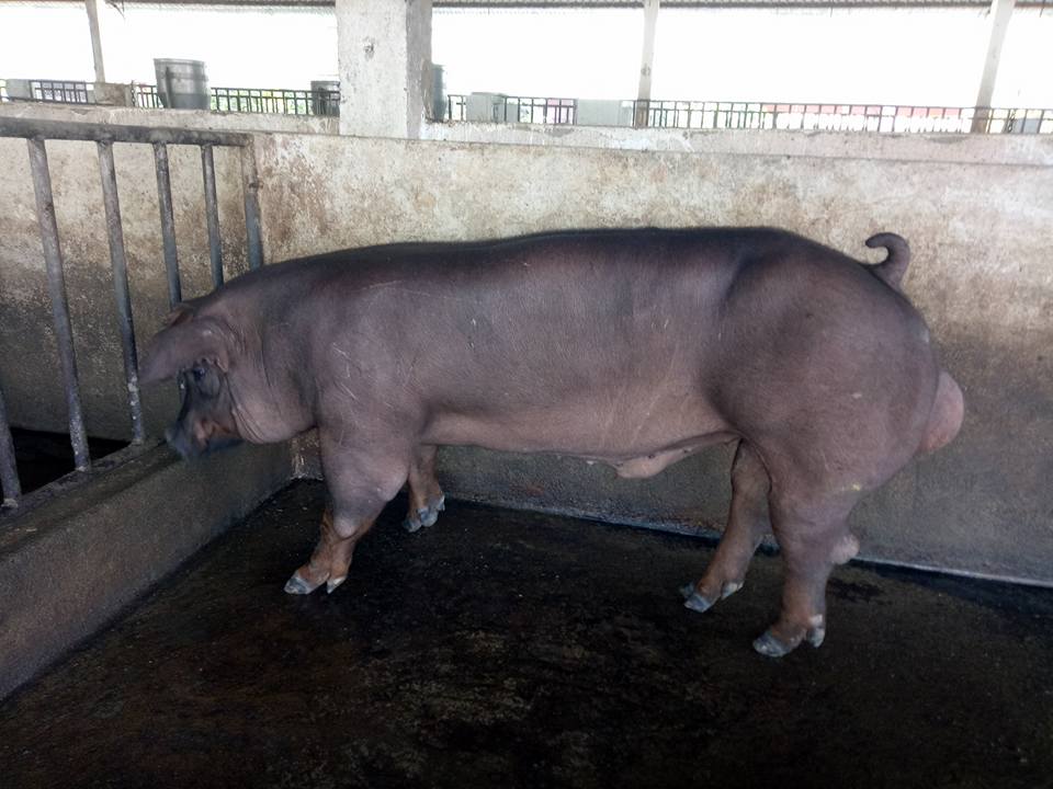 Duroc
