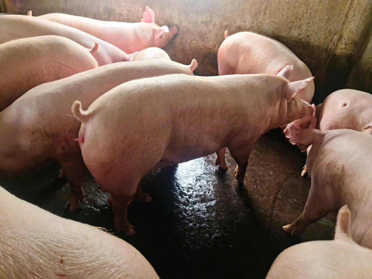 Landrace